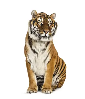 Ein Tiger sitzt vor einem weißen Hintergrund.