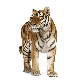 Striped Wild Animal Drucke: Tiger standing up in front of a white background