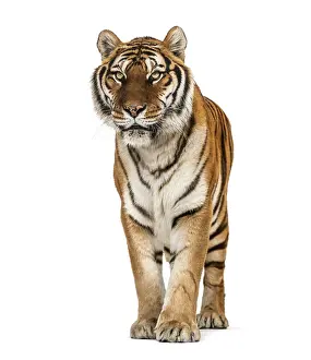 Studio Shot Of A Tiger Drucke: Tiger standing on a white background
