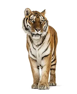 Feliformia Mammal Picture Drucke: Tiger standing on a white background