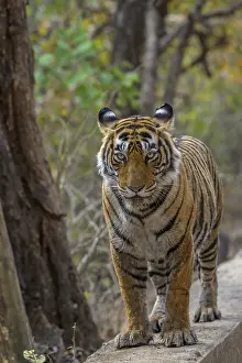 Feliformia Wildlife Photography Drucke: A tiger stands on a raised surface in a forest