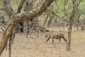 Dense Forest Landscape Photo Drucke: Tiger walking through a dense forest with large