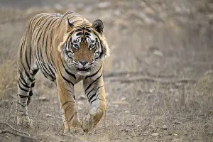 Ranthambore National Park Wildlife Drucke: A tiger walks towards the camera in a dry forest setting
