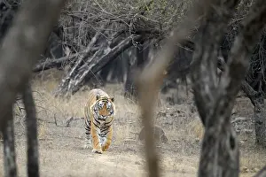 Ranthambore National Park Wildlife Drucke: A tiger walks through a forest