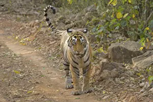 Feliformia Species Habitat Drucke: A tiger walks along a forest path with a focused posture