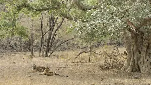 Indian Tiger Habitat Drucke: Two tigers lying under a large tree in a forest setting