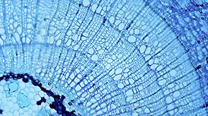 Tilioideae Plant Species Drucke: Tilia Stem under Optical Microscope