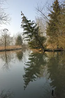 Drucke von Schlinger Baum und Reflexionen im Schmutterfluss in der Nähe von Augsburg, Bayern, Deutschland Augsburg Drucke: Schwankender Baum und Reflexionen im Schmutterfluss in der Nähe von Augsburg