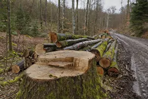 Natural Preserve Southern Germany Drucke: Timber harvesting in spring, forestry