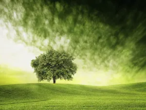 Deciduous Tree Images Drucke: Find time for green time