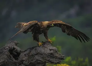 Drucke von kleiner Adler (Aquila Chrysaetos), auf seinem Sitz, ein totes Baumstück, Pyrenäen, Spanien Steinadler Drucke: Der kleine Adler (Aquila Chrysaetos)