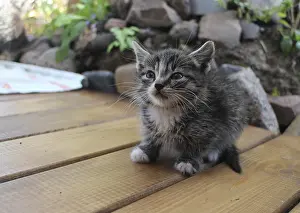 Young Animal Pictures Drucke: Tiny gray kitten with a big mustache