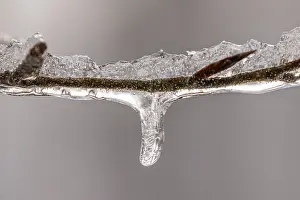 Deserted Waterfront Scene Germany Drucke: Tiny icicles on a beech branch in winter
