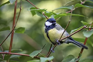 Open Air Countryside View Drucke: Tit in the forest in the wild