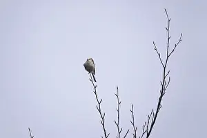 Winter Tree Germany Drucke: Tit on a tree in winter, Germany