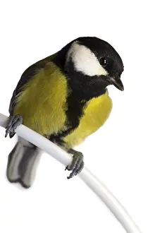 Drucke von Titmusevogel isoliert auf weiß Barsch Drucke: Titmusevogel isoliert auf weiß.