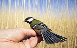Drucke von Titmaus in der Hand gegen einen Schilfwand Verwandte Bilder Drucke: Titmaus in der Hand gegen eine Schilfwand.