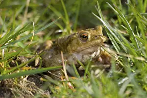 British Fauna Drucke: Toad Emerging From The Grass