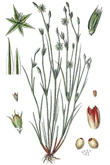 Complementary Medicine Flora Drucke: Toad rush (Juncus bufonius), medicinal plant
