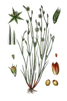 Botanical Depiction Drucke: Toad rush (Juncus bufonius), medicinal plant
