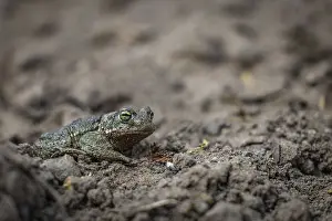 Camouflaged Amphibian Drucke: A toad sits on the dusty ground