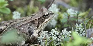 Camouflaged Amphibian Drucke: Toad sitting in the grass