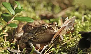 Camouflaged Amphibian Drucke: Toad sitting in the grass