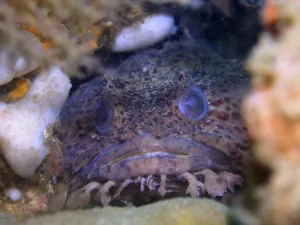 Drucke von Ein Kaulquappenfisch, der Golf-Kaulquappenfisch (Opsanus beta), lugt aus seinem Loch in dem Korallenriff, am Tauchplatz Anna's Reef, Destin, Panhandle, Golf von Mexiko, Florida Krötenfisch Drucke: Ein Froschbarsch, der Golf-Froschbarsch (Opsanus beta).