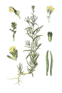 Medicinal Flora Drucke: Toadflax (Linaria simplex), medicinal plant