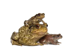 Batrachian Wildlife Pictures Drucke: Three toads, bufo bufo, of different sizes stacking and resting together