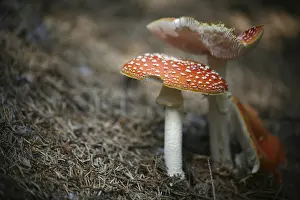 Fly Agaric Fungus Drucke: Toadstool
