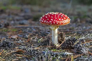 Fly Agaric Mushroom Drucke: Toadstool