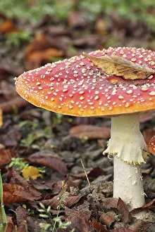 Amanita Strobiliformis Image Drucke: Toadstool in autumn on the forest floor in the foliage