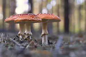 Close Up Nature Photography Drucke: Toadstool, blurry and dreamy, in the grass in the forest