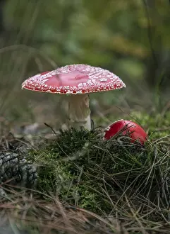 Deserted Forest Landscapes Drucke: Two toadstools in the forest, surrounded by moss and needles