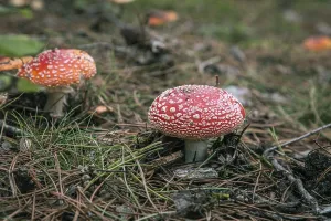 Fly Agaric Fungus Drucke: Toadstools with white dots on a forest floor covered with needles