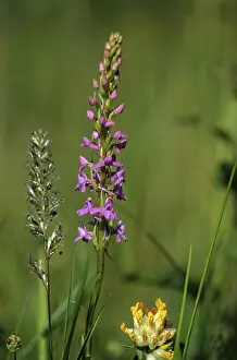 Gymnadenia Conopsea Drucke: Toadwort, large handelwurt