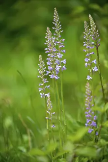 Orchidaceae Species Drucke: Toadwort, large handelwurt