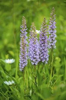 Orchid Flowers Drucke: Toadwort, large handelwurt
