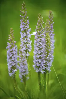 High Resolution Plants Drucke: Toadwort, large handelwurt