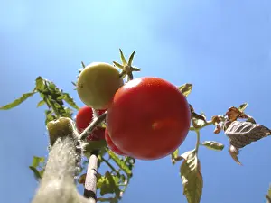 Agricultural Produce Drucke: Tomato