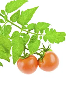 Tomato Close Up Drucke: Tomato with foliage of tomato