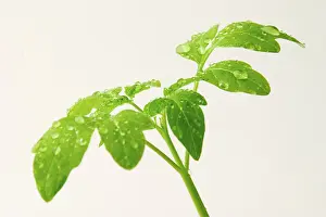 Vitamin Rich Tomatoes Drucke: Tomato plants