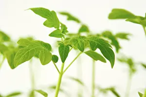 Tomato Plant Care Drucke: Tomato plants