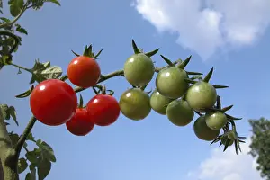 Vine Tomatoes Drucke: Tomatoes