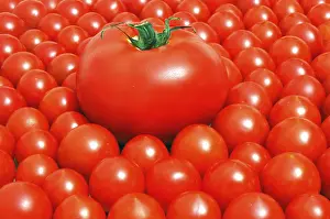 Colorful Fruit Drucke: Tomatoes