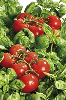 Fruit And Vegetable Images Drucke: Tomatoes on basil