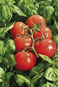 Indoor Herb Garden Drucke: Tomatoes on basil
