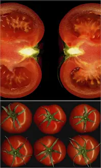 Collage Drucke: Tomaten-Kollage-Komposition, die in einem schwarzen Quadratrahmen eingebettet ist.