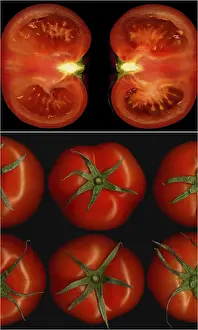 Agricultural Symbolism Drucke: Tomatoes collage composition nested on a black square frame